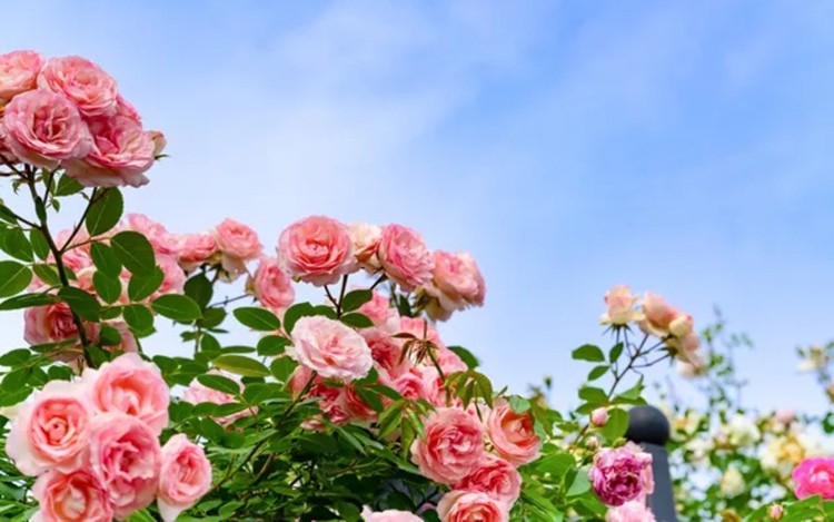 花巻溫泉玫瑰園
