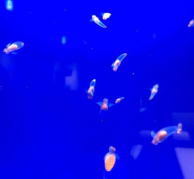 鄂霍次克流冰館