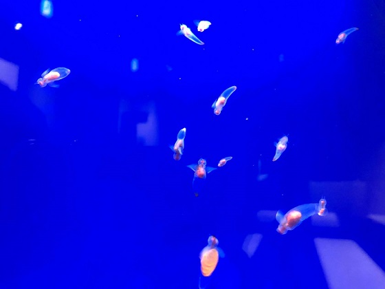 流冰天使