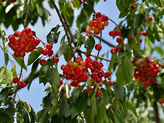 八劍山果樹園