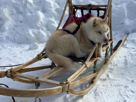 狗拉雪撬